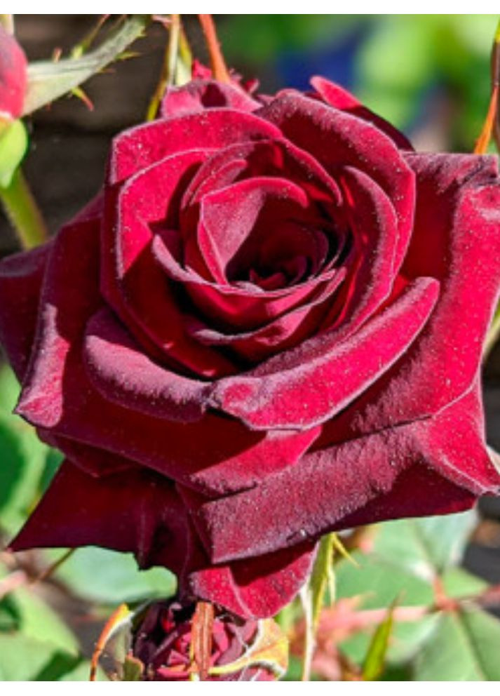 Роза плетистая Black Queen No Brand (364534848)