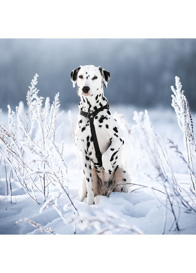 Шлея для собак водостійка анатомічна Н-подібна WAUDOG Waterproof з QR-паспортом, пластикова пряжка-фастекс,, Ш 40 мм, А 60-98 No Brand (363201152)