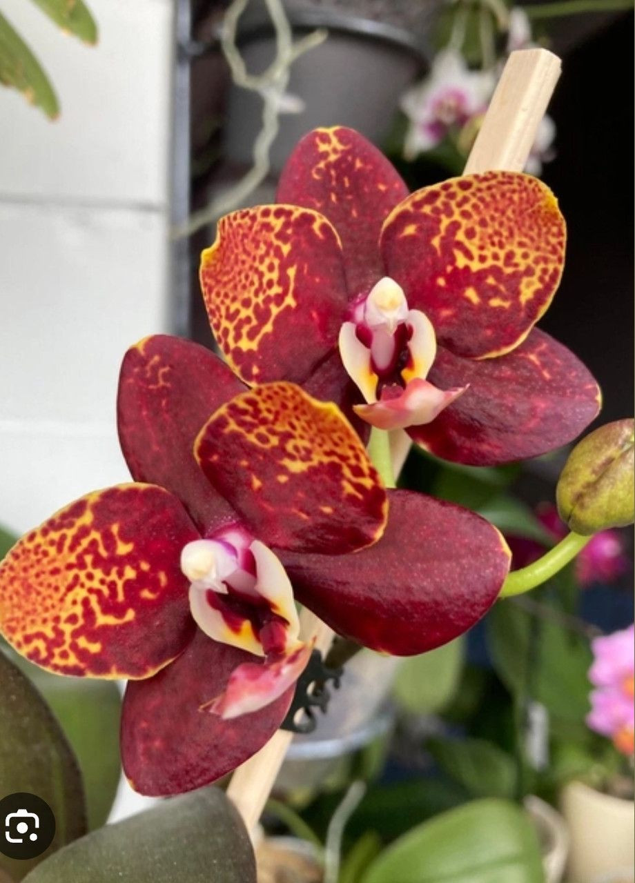 Орхидея подросток Phal N3805/2268 Reyoung Lava, цветы 6 см, 1.7 (мох) ODA (315635048)