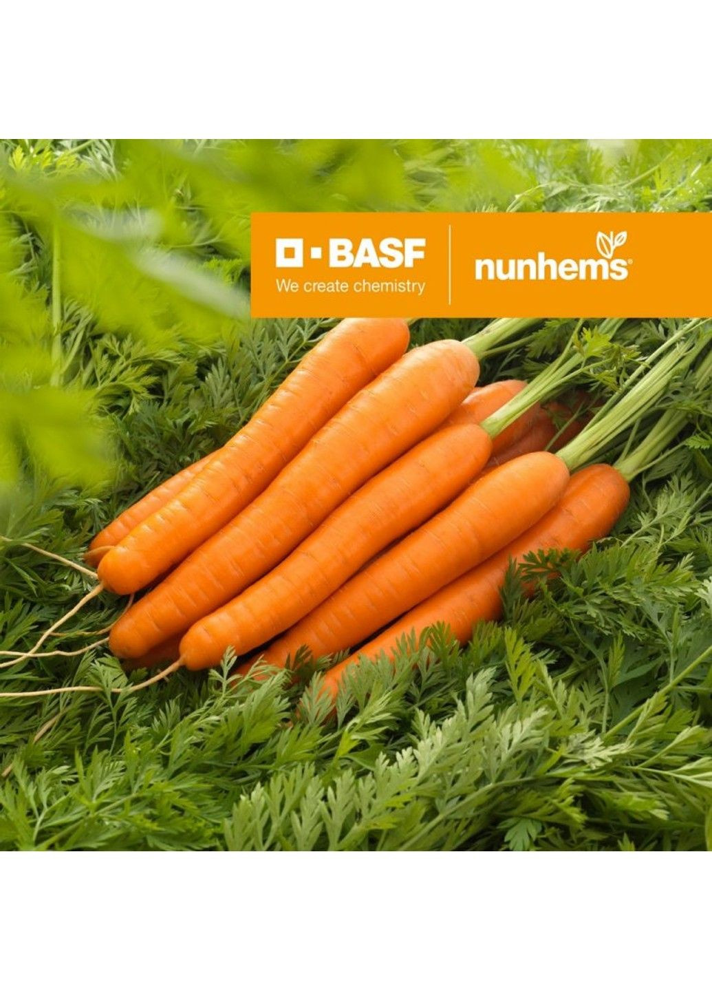 Насіння моркви Лагуна F1 Nunhems (329432021)
