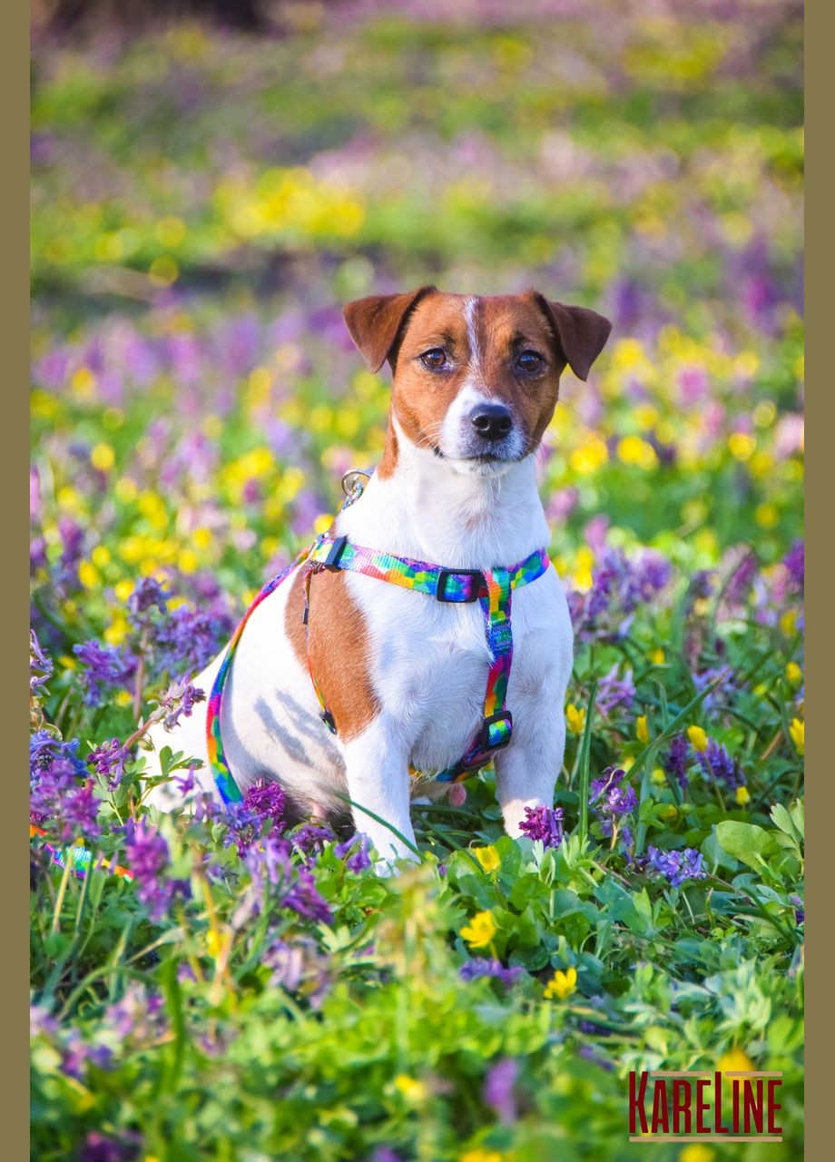 Шлей из нейлона с узором Keeper и пластиковой пряжкой 15 мм А:350-480 мм, В:400-570 мм Kareline (339075331)