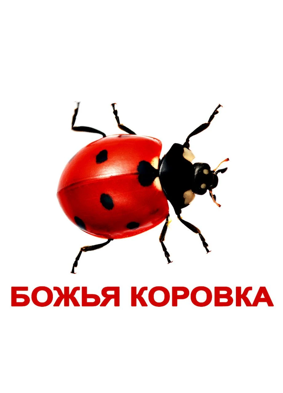 Вундеркинд с пелёнок Насекомые с фактами и заданиями на обратной стороне карточек 20 карточек Вундеркінд з пелюшок (375022638)