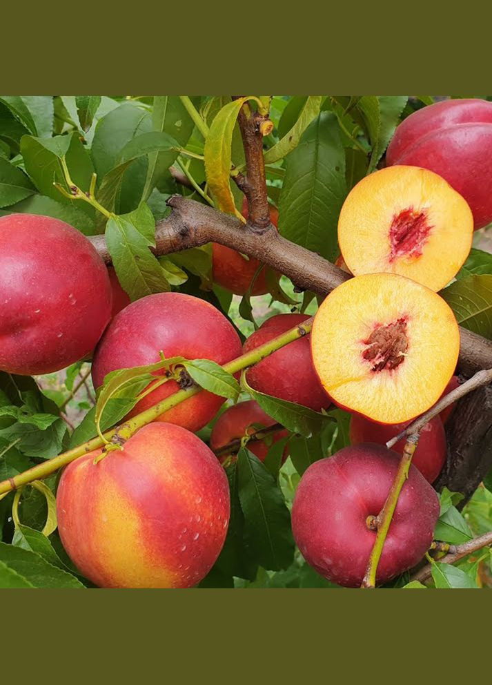 Саджанці нектарину Хоней Хейвен - 1-річний Садовий-Розмай (301220590)