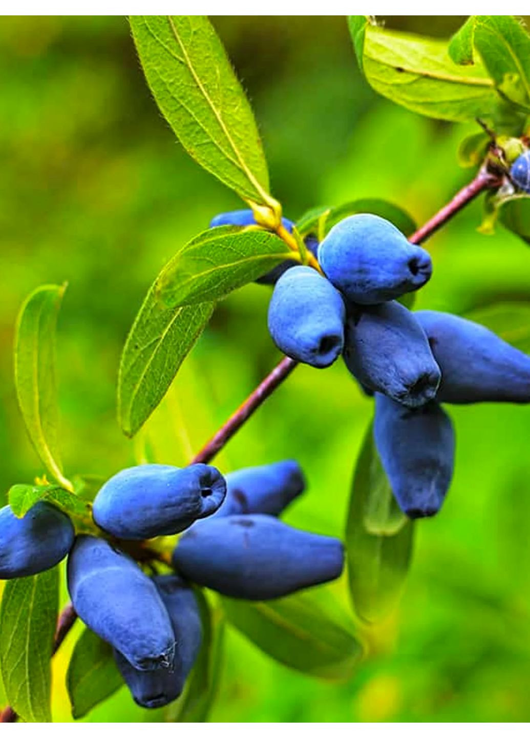 Жимолость позднеспела Аврора No Brand (364535851)