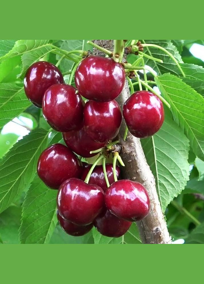 Саджанці черешні Скіна - 2-річний Садовий-Розмай (301220167)