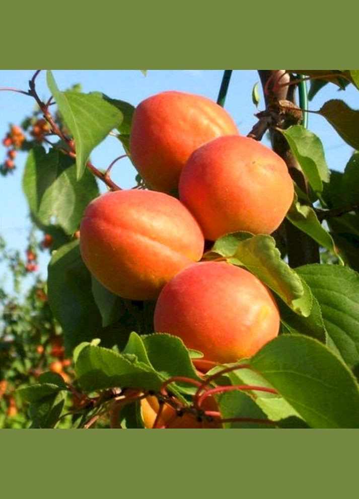 Саженцы абрикоса Форолия - 1-летний Садовий-Розмай (301220485)