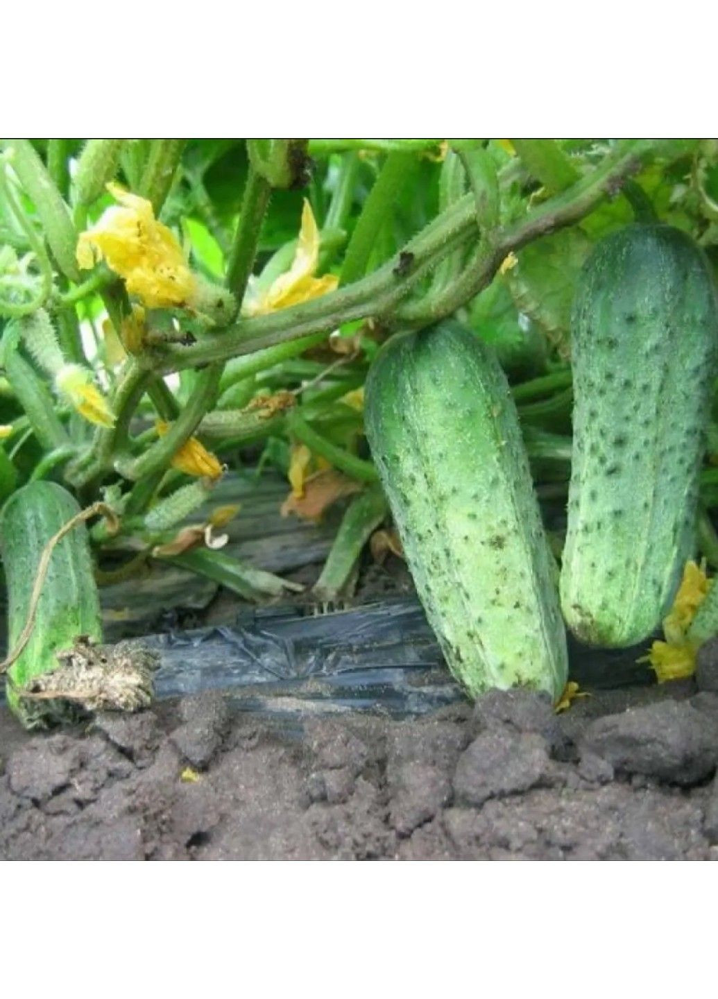 Семена огурца Велокс Nunhems (329432066)