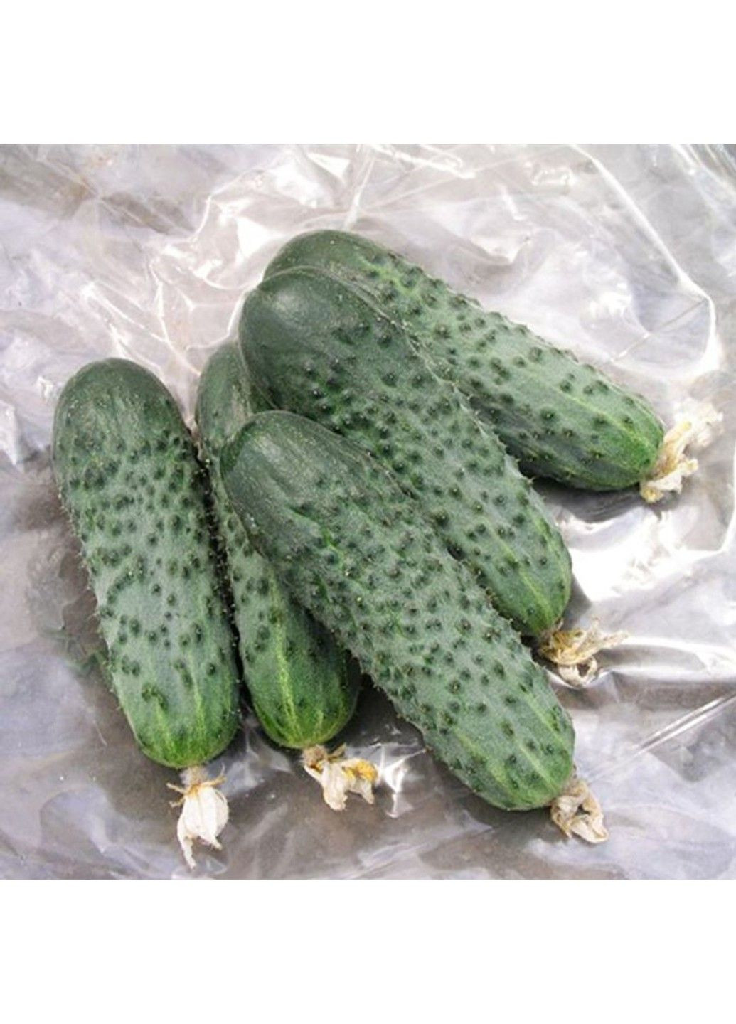 Насіння огірка Сатіна F1 Nunhems (329432081)