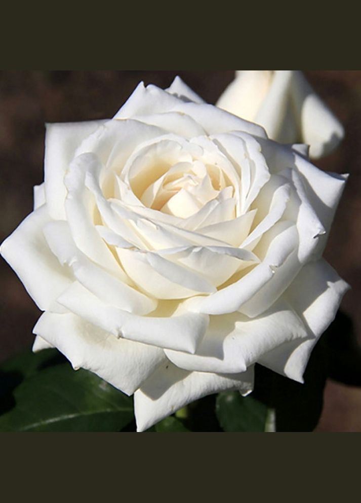 Саджанці троянд на штамбі Боїнг Садовий-Розмай (301220423)