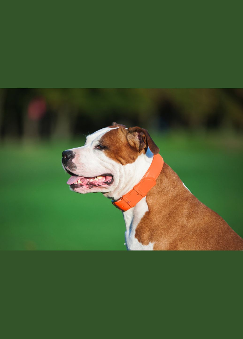 Нашийник для собак шкіряний Glamour без прикрас Ш 25 мм Д 38-49 см Жовтогарячий WAUDOG (279569783)