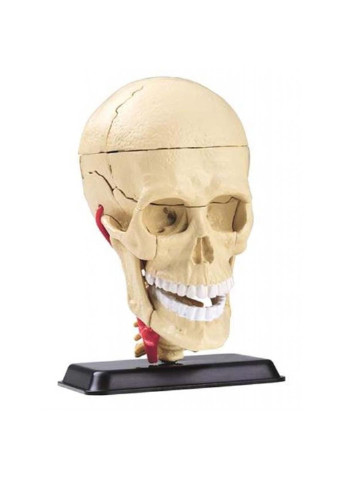 Набор для экспериментов Модель черепа с нервами сборная, 9 см EDU-Toys (252417813)