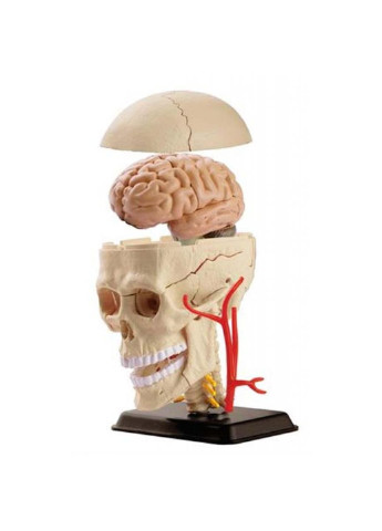 Набір для експериментів Модель черепа із нервами збірна, 9 см EDU-Toys (252417813)