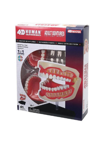 Пазл Объемная анатомическая модель Зубной ряд человека (FM-626015) 4D Master (249984406)