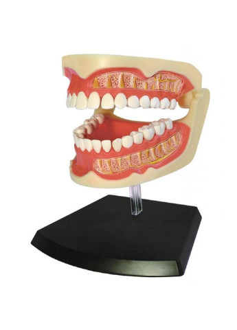 Пазл Об'ємна анатомічна модель Зубний ряд людини (FM-626015) 4D Master (249984406)
