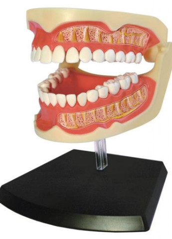 Пазл Об'ємна анатомічна модель Зубний ряд людини (FM-626015) 4D Master (202365298)