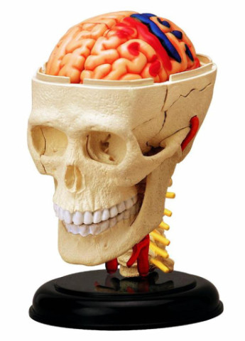 Пазл Об'ємна анатомічна модель Черепно-мозкова коробка челов (FM-626005) 4D Master (202365282)