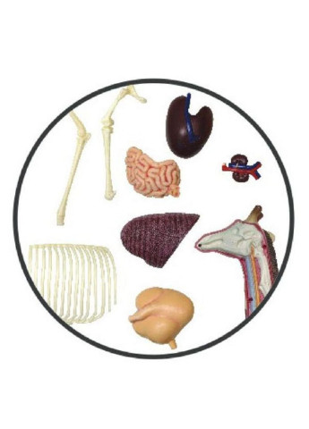 Пазл Об'ємна анатомічна модель Жираф (FM-622011) 4D Master (249984408)