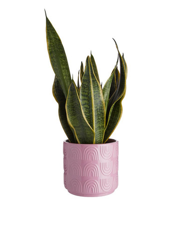 Горшок для цветов, 14 см Butlers (301106161)