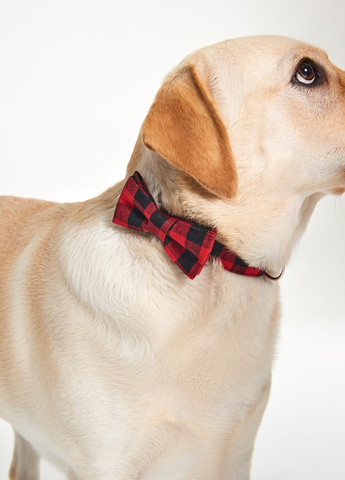 Бабочка Sinsay (352189968)