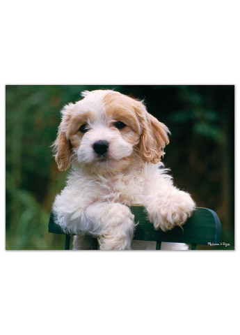 Пазл Цуценята, 30 елементів (MD8923) Melissa&Doug (249984442)