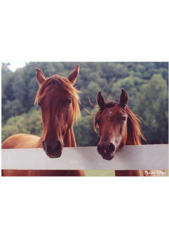 Пазл Коні, 100 елементів (MD8944) Melissa&Doug (249984491)