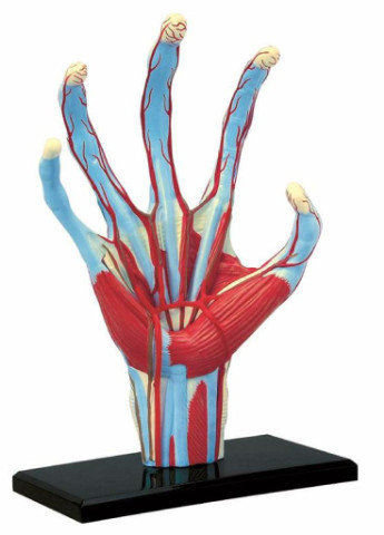 Пазл Об'ємна анатомічна модель Рука людини (FM-626009) 4D Master (202365614)