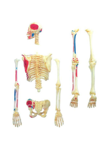 Пазл Объемная анатомическая модель Master Скелет человека (FM-626011) 4D Master (249984682)