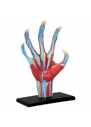 Пазл Объемная анатомическая модель Рука человека (FM-626009) 4D Master (249984492)