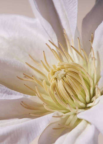 Набір Pomegranate & Lotus (міст, лосьйон, скраб, олія, крем-гель для душу) Victoria's Secret (331145089)