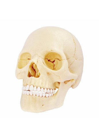 Пазл Объемная анатомическая модель Череп человека (FM-626111) 4D Master (249984301)