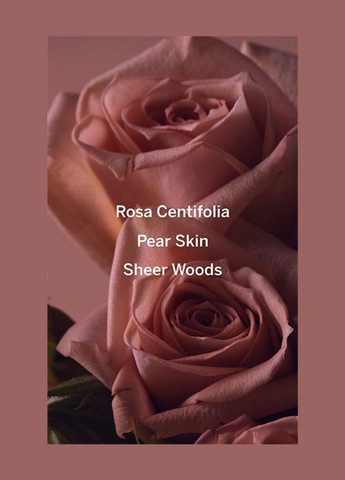 Набір Bare Rose (лосьон, міст) Victoria's Secret (321974727)