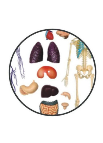Пазл Об'ємна анатомічна модель Тіло людини прозоре (FM-626204) 4D Master (249984684)