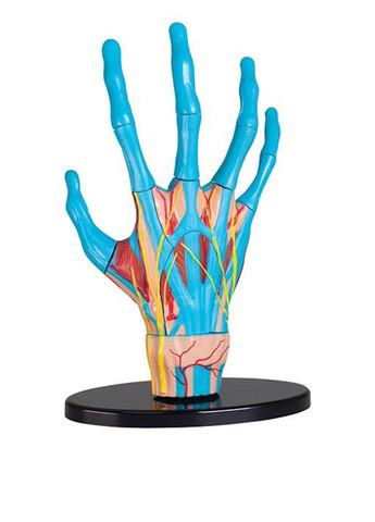 Модель руки, 16,5 см EDU-Toys (286186497)