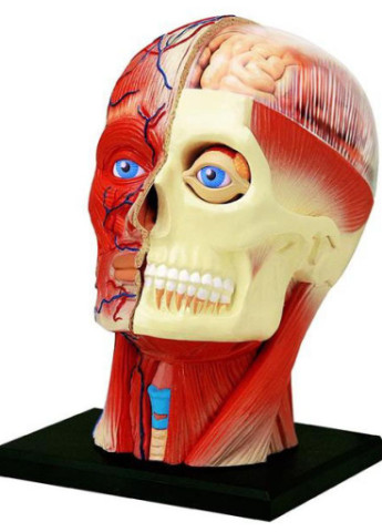 Пазл Объемная анатомическая модель Голова человека (FM-626103) 4D Master (202365434)