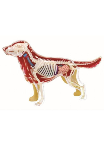Пазл Об'ємна анатомічна модель Собака золотистий ретрівер (FM-622007) 4D Master (249984287)