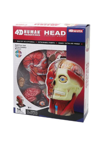 Пазл Об'ємна анатомічна модель Голова людини (FM-626103) 4D Master (249984382)