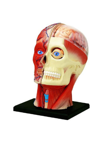 Пазл Об'ємна анатомічна модель Голова людини (FM-626103) 4D Master (249984382)