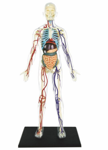 Пазл Объемная анатомическая модель Тело человека прозрачное (FM-626204) 4D Master (202374019)