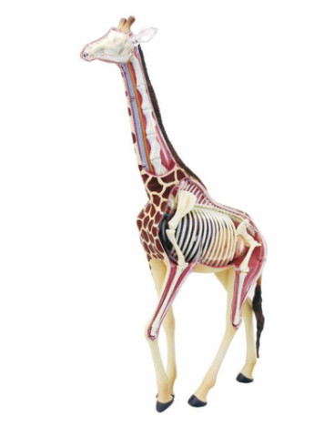 Пазл Об'ємна анатомічна модель Жираф (FM-622011) 4D Master (202374416)
