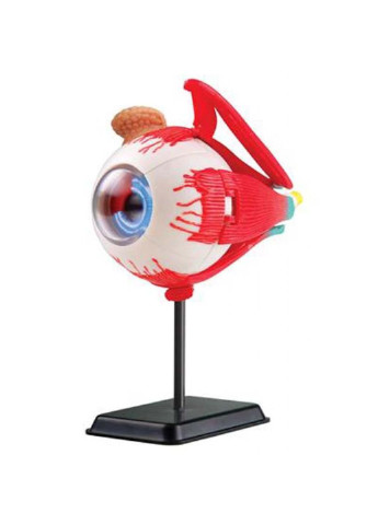 Набор для экспериментов Модель глазного яблока сборная, 14 см EDU-Toys (252418363)