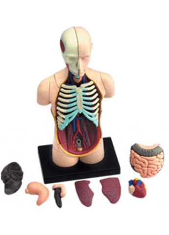 Пазл Об'ємна анатомічна модель Торс людини (FM-626003) 4D Master (202365760)