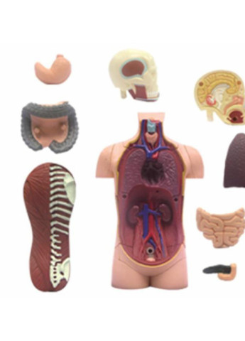 Пазл Объемная анатомическая модель Торс человека (FM-626003) 4D Master (202365760)