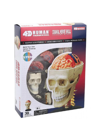 Пазл Об'ємна анатомічна модель Черепно-мозкова коробка (FM-626005) 4D Master (249984435)