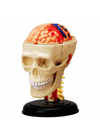 Пазл Об'ємна анатомічна модель Черепно-мозкова коробка (FM-626005) 4D Master (249984435)