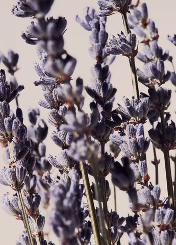 Скраб, 283 г Victoria's Secret (322017330)