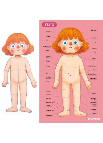 Магнитный пазл Тело человека 84 элемента MiDeer (253257627)