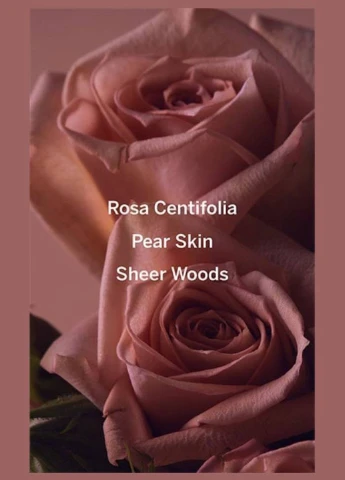 Парфумована вода Bare Rose, 7 мл Victoria's Secret (330778472)