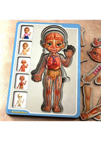 Дерев'яний пазл-вкладиш "Анатомія людини – дівчинка" будова тіла 1,5х16х23 см Ubumblebees (267654648)
