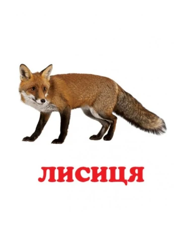 Навколишній світ для найменших. Набір з 4 книжок Пегас (270363691)