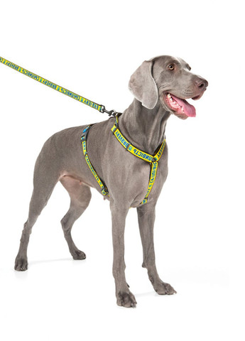 Шлея для собак анатомічна H-подібна Nylon з QR-паспортом"Сміливість", L, Ш 25 мм, А 50-90, В 60-100 WAUDOG (276387451)